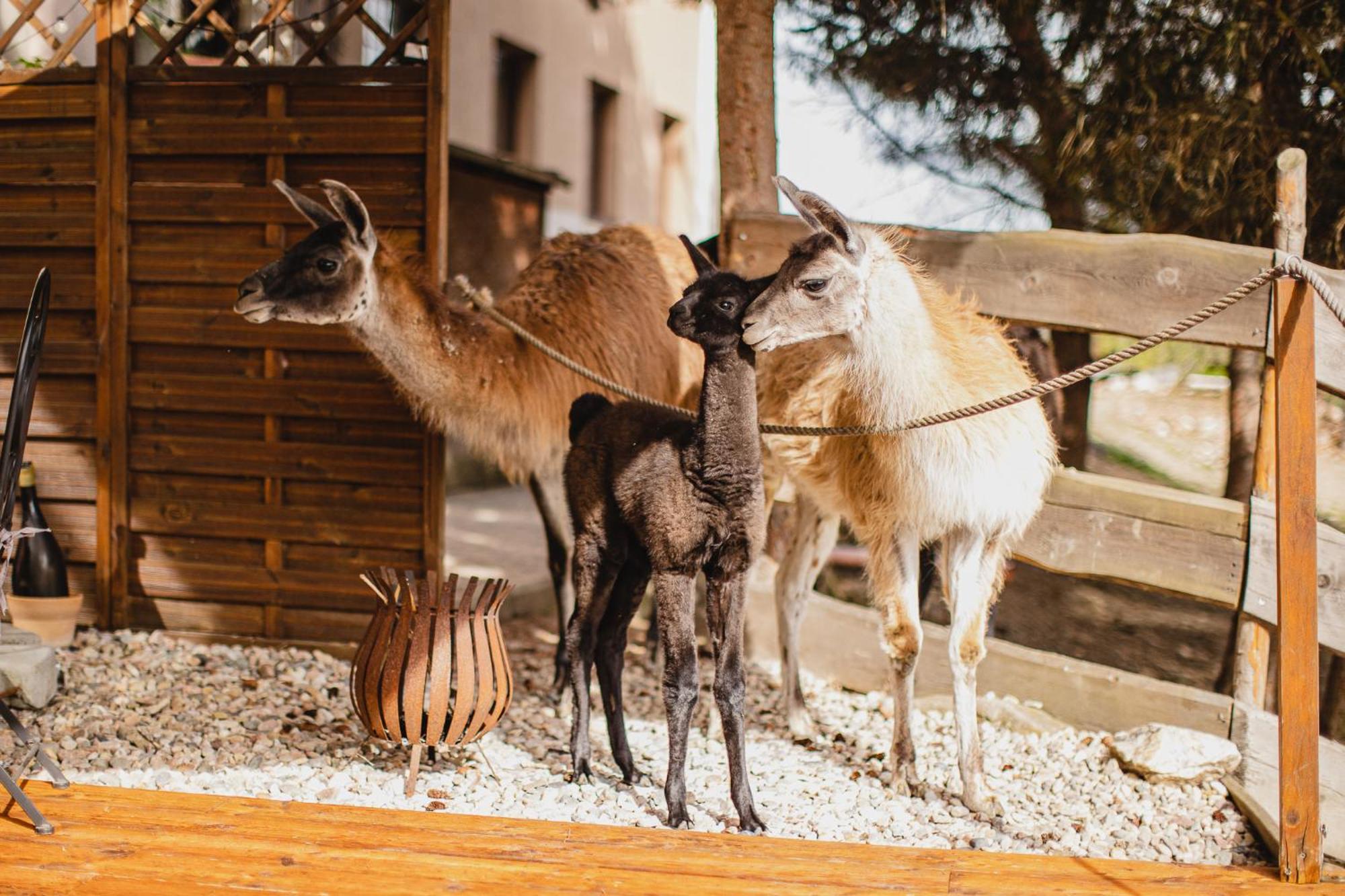Hotel Rozkos Česká Skalice エクステリア 写真